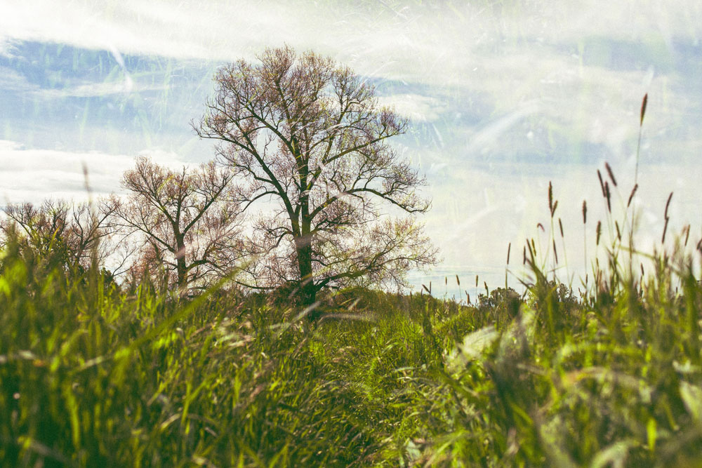 Ein Baum und anderes